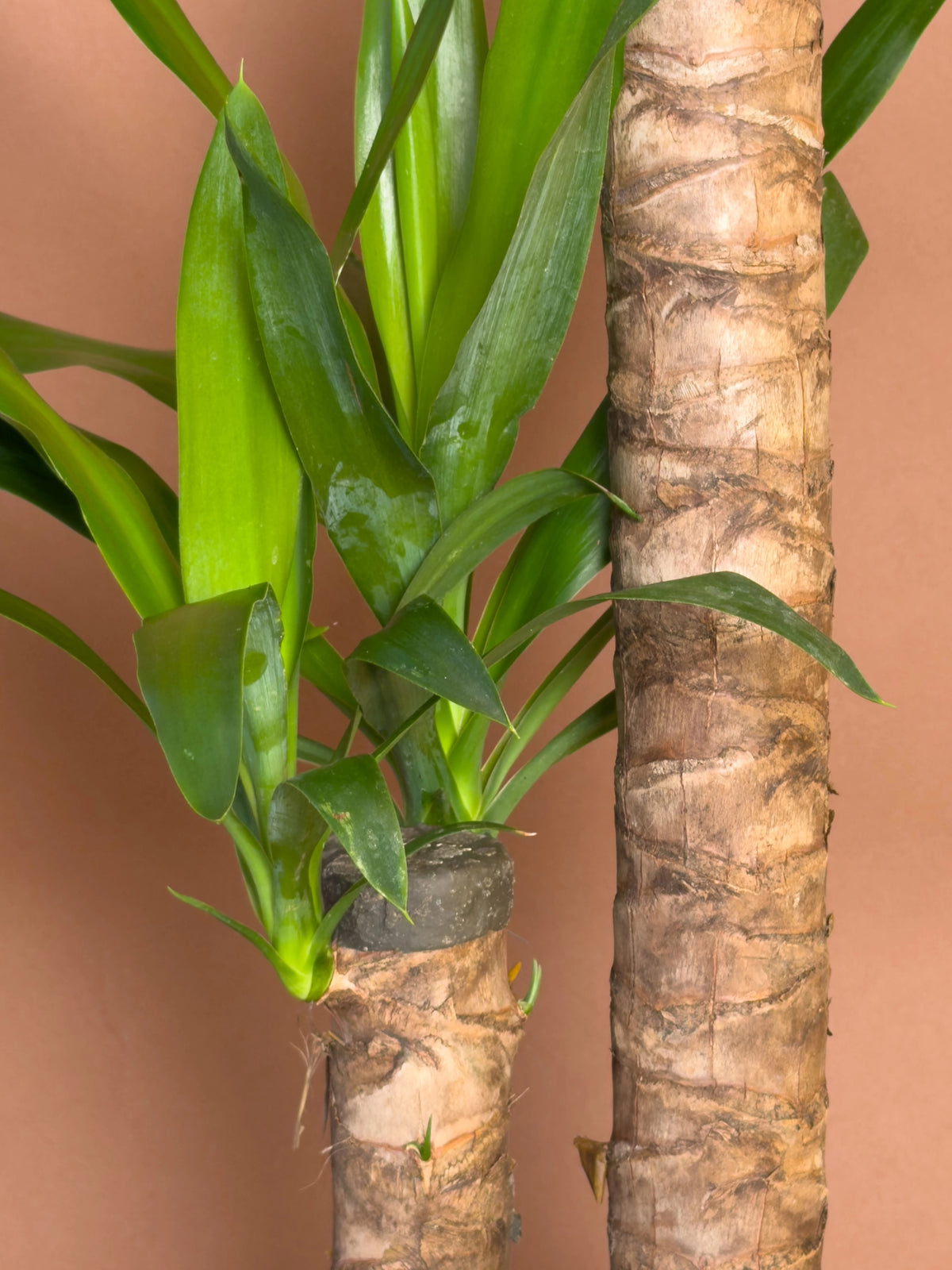 Yucca (Yucca elephantipes), 105 cm, çoklu gövdeli form, görsel 3 / 3