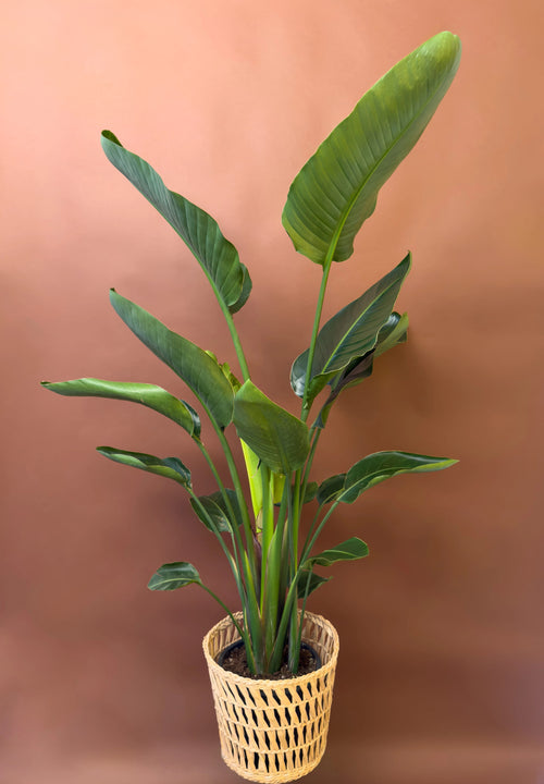 Starliçe Salon (Strelitzia)