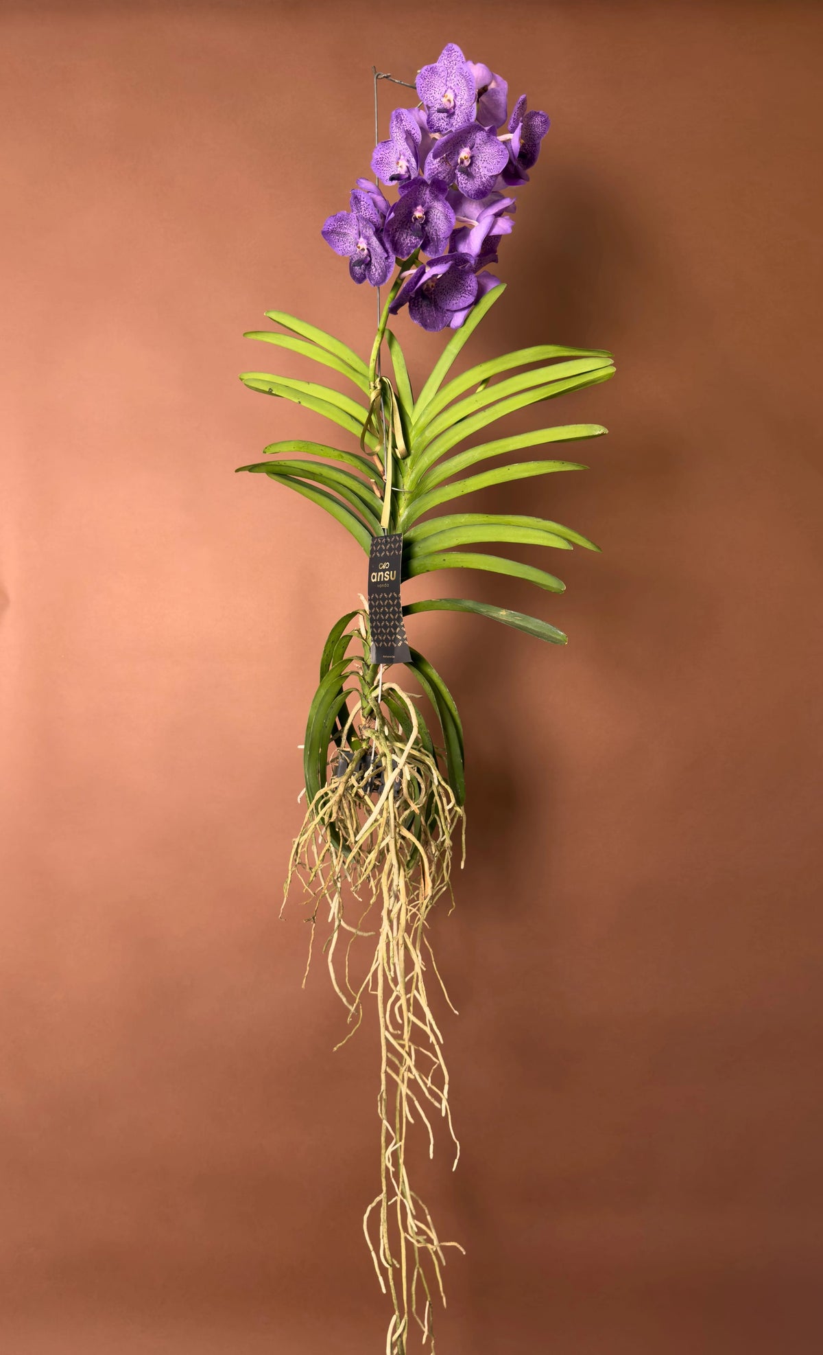 Vanda Orkidesi (Vanda), 180 cm, renkli çiçekli hava bitkisi, görsel 5 / 8