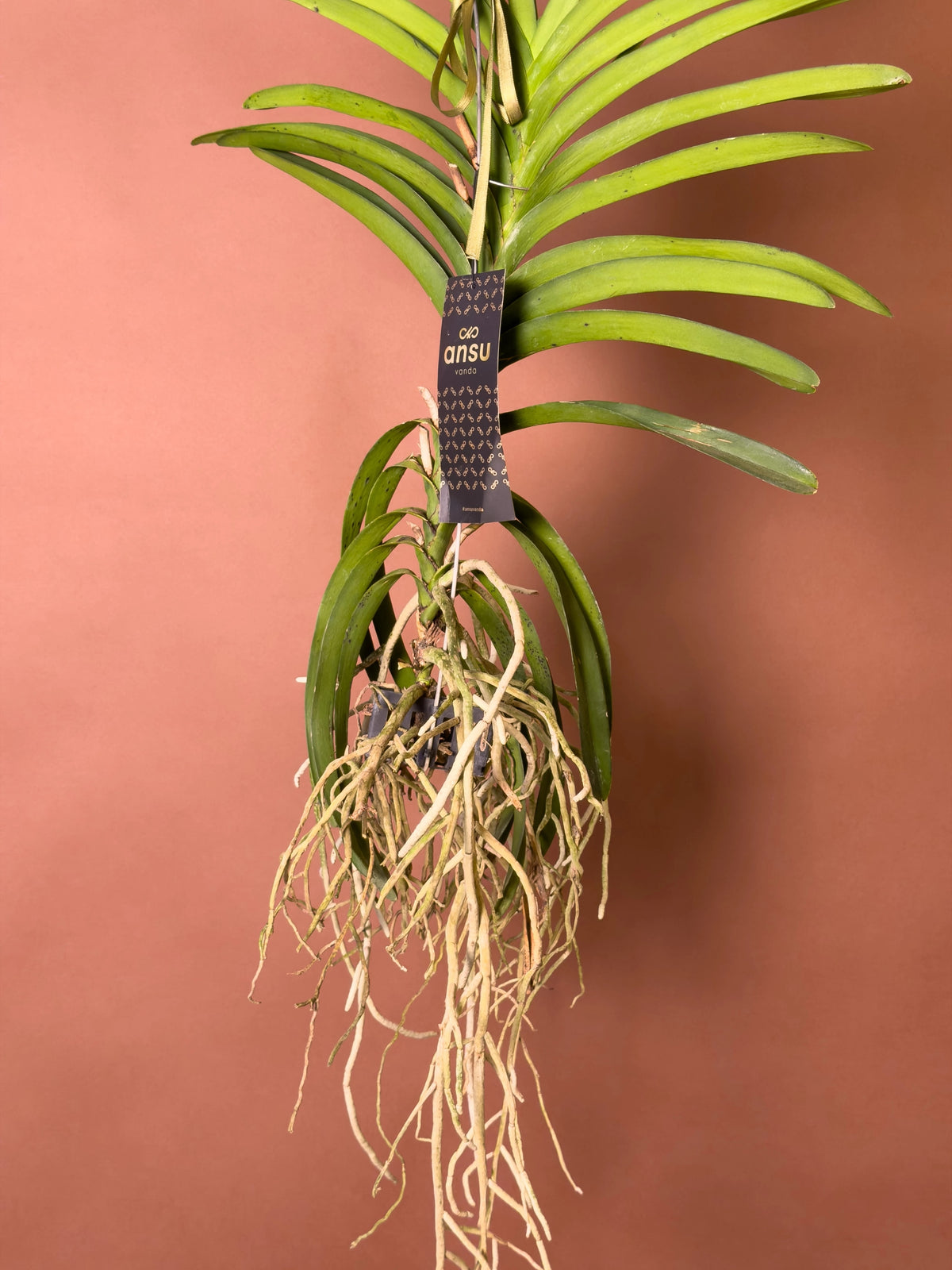 Vanda Orkidesi (Vanda), 180 cm, renkli çiçekli hava bitkisi, görsel 6 / 8