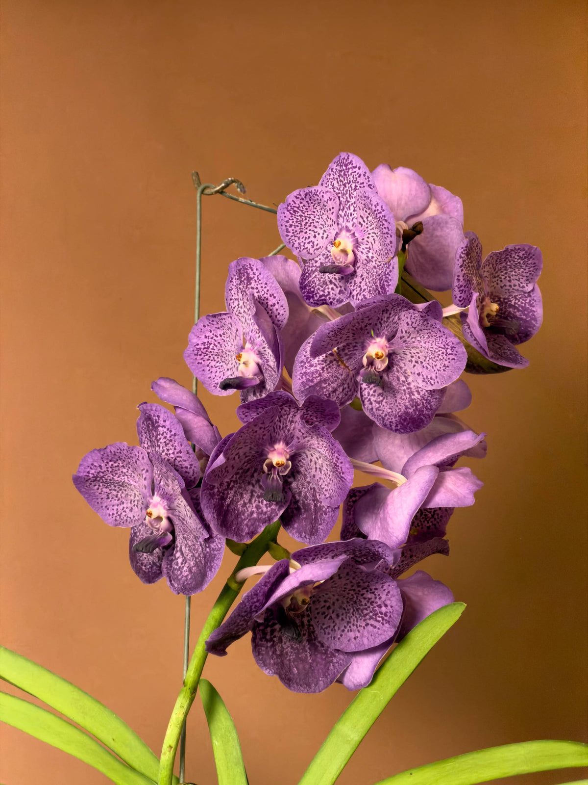 Vanda Orkidesi (Vanda), 180 cm, renkli çiçekli hava bitkisi, görsel 7 / 8