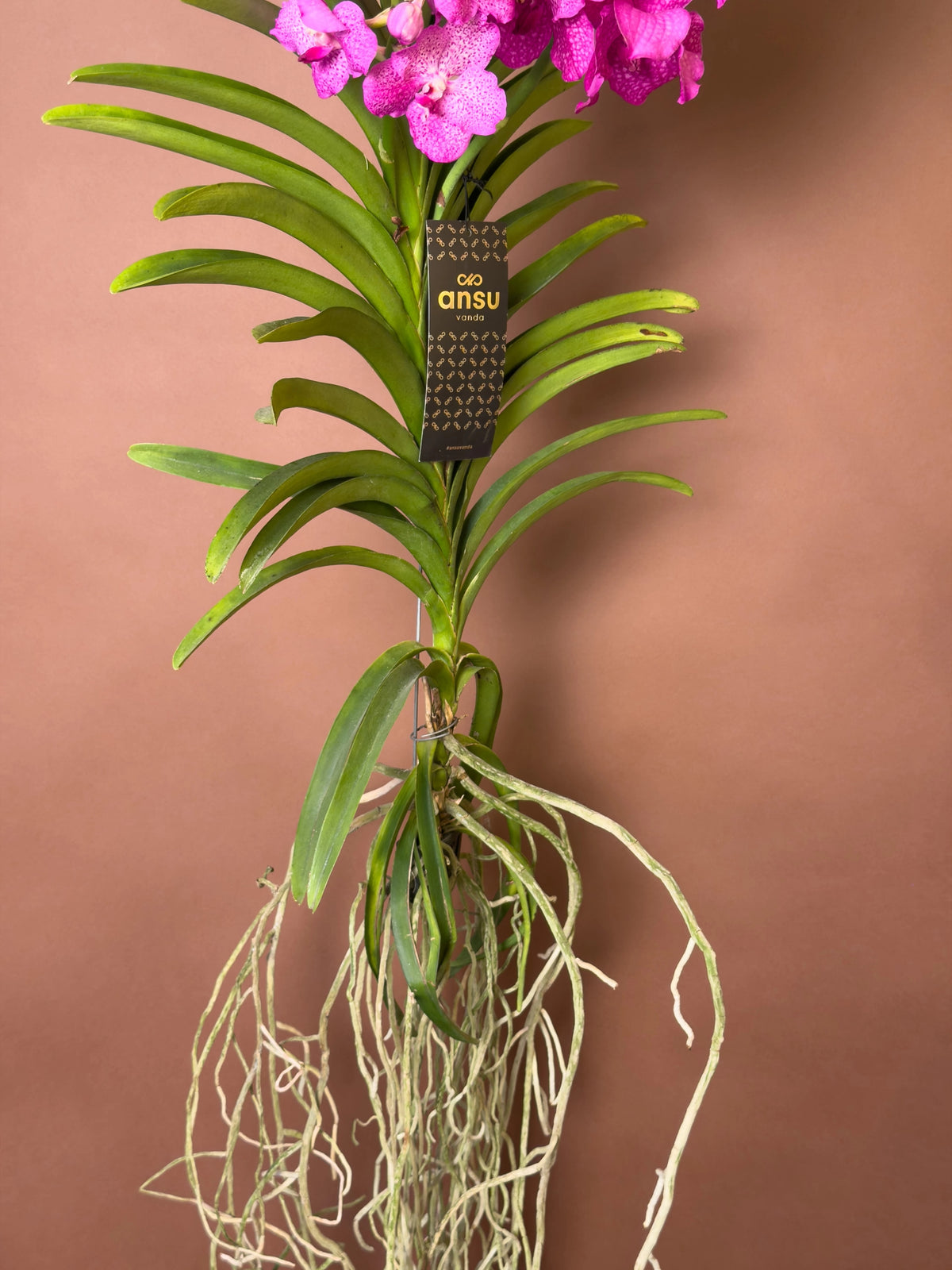 Vanda Orkidesi (Vanda), 180 cm, renkli çiçekli hava bitkisi, görsel 2 / 8