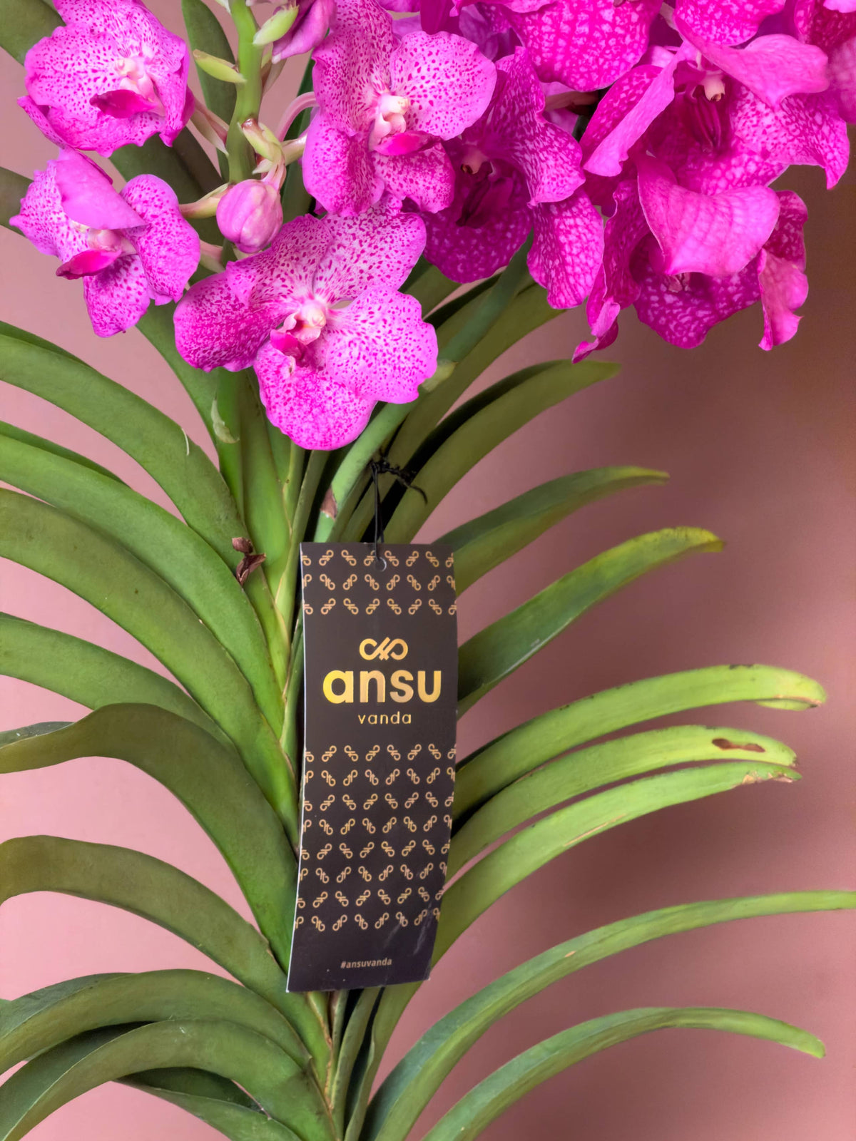Vanda Orkidesi (Vanda), 180 cm, renkli çiçekli hava bitkisi, görsel 3 / 8