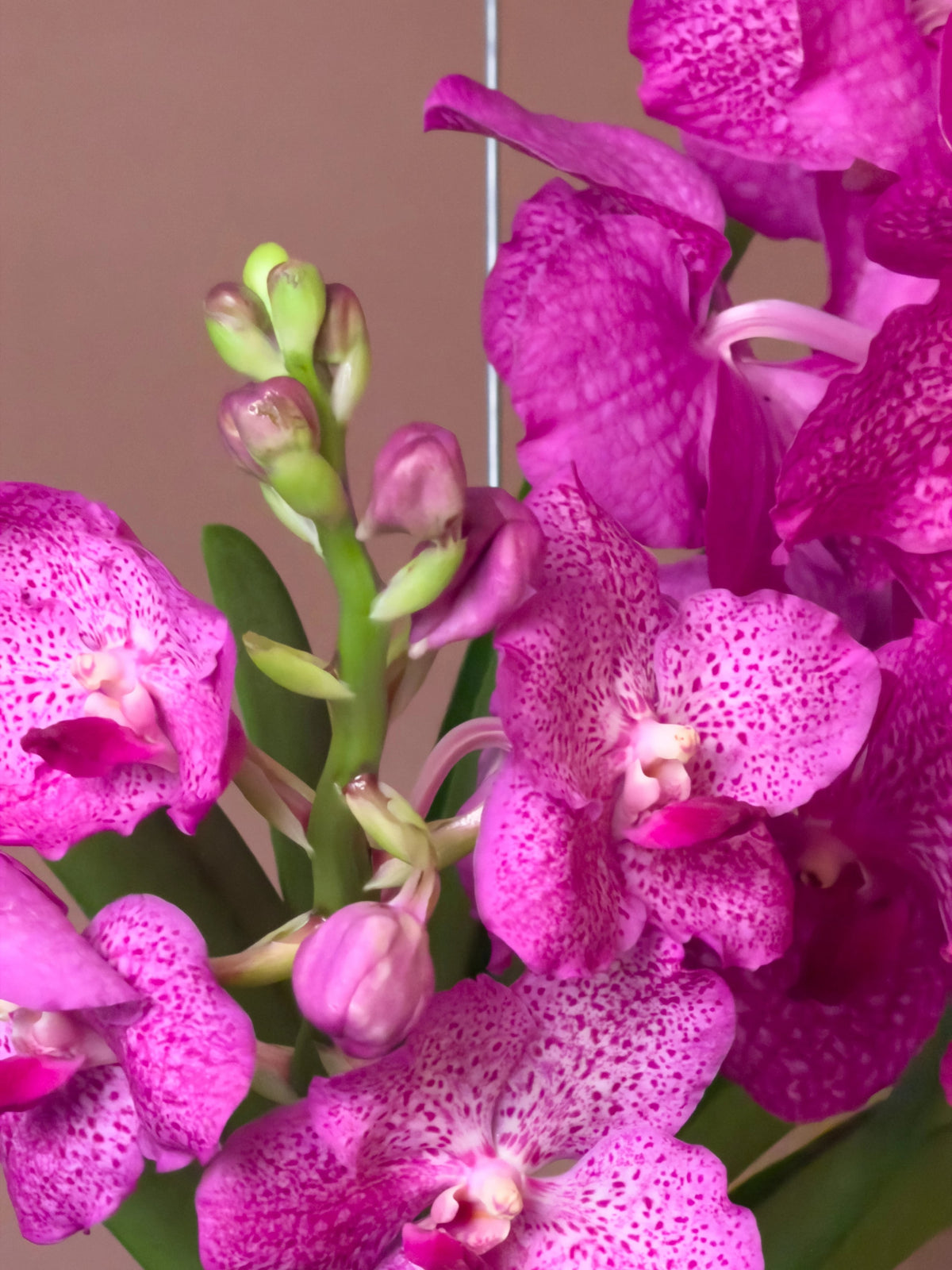 Vanda Orkidesi (Vanda), 180 cm, renkli çiçekli hava bitkisi, görsel 4 / 8