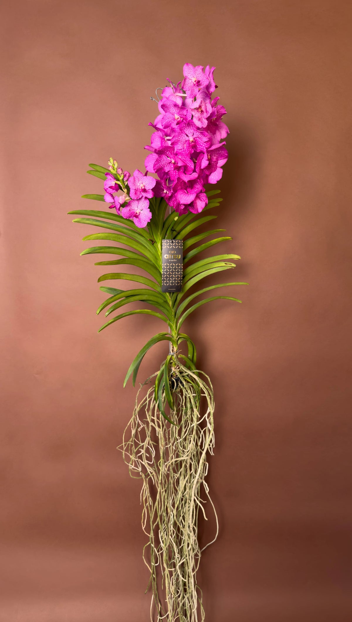 Vanda Orkidesi (Vanda), 180 cm, renkli çiçekli hava bitkisi, görsel 1 / 8