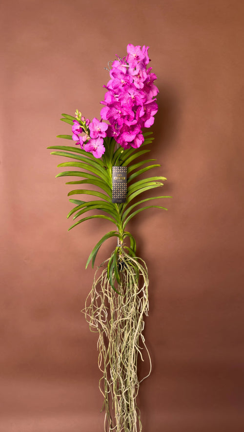 Vanda Orkidesi (Vanda)