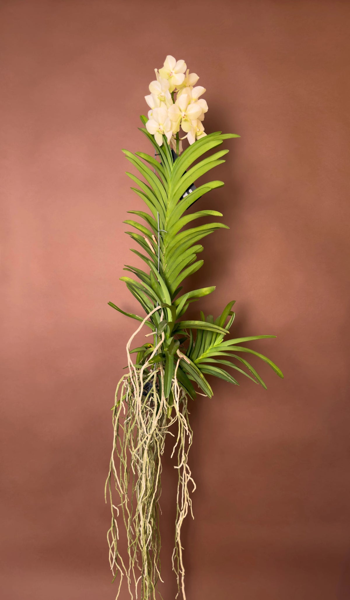 Vanda Orkidesi (Vanda), 180 cm, renkli çiçekli hava bitkisi, görsel 8 / 8