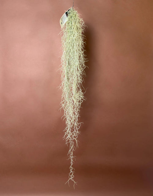 İspanyol Yosunu (Tillandsia usneoides)