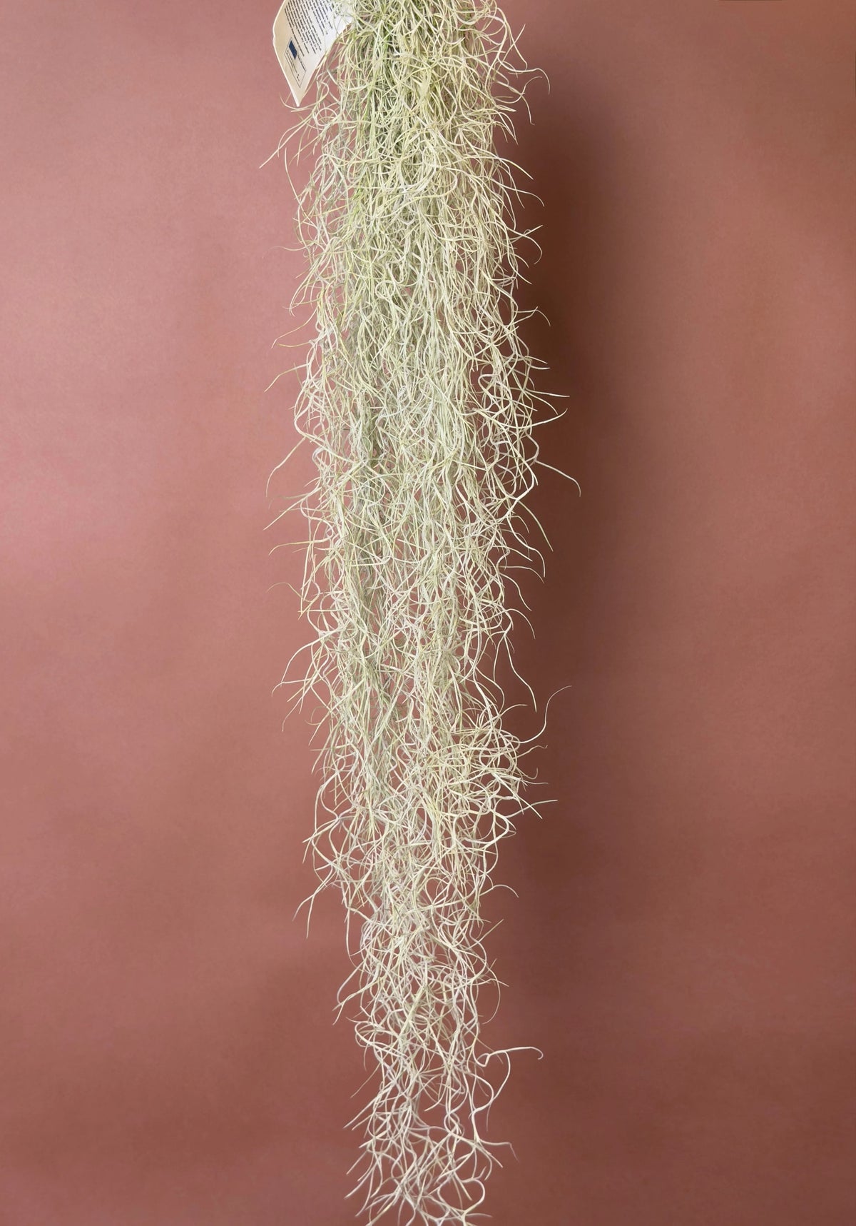 İspanyol Yosunu (Tillandsia usneoides), 120 cm, sarkık hava bitkisi, görsel 2 / 3
