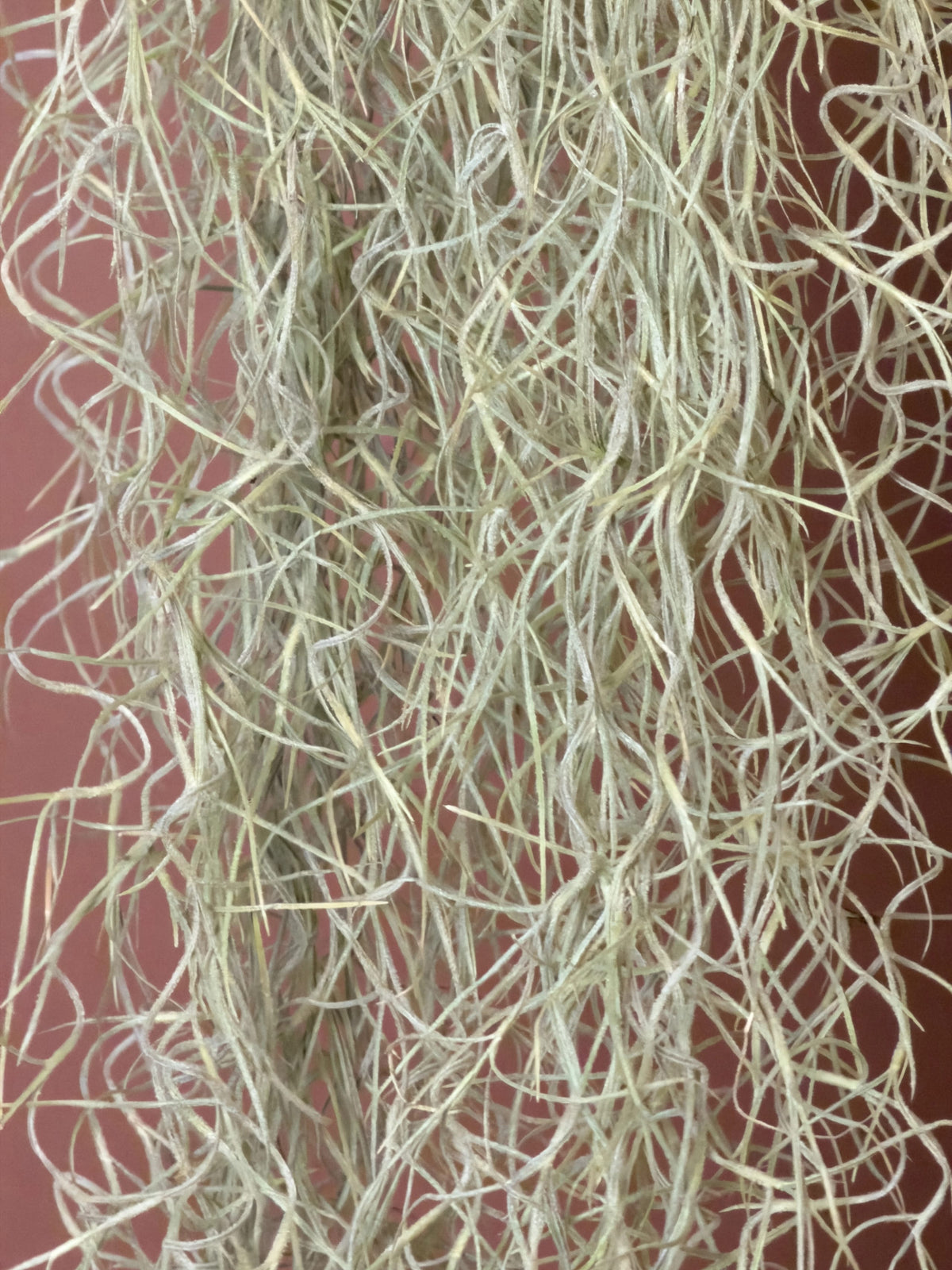 İspanyol Yosunu (Tillandsia usneoides), 120 cm, sarkık hava bitkisi, görsel 3 / 3