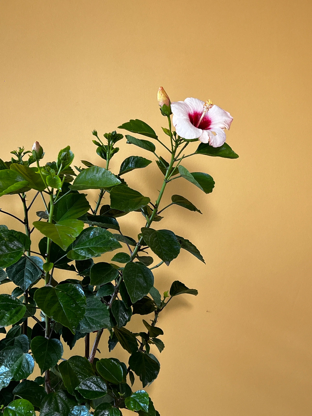 Japon Gülü (Hibiscus rosa-sinensis), görsel 2 / 3