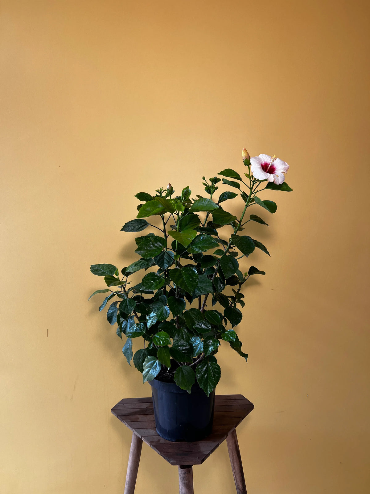 Japon Gülü (Hibiscus rosa-sinensis), görsel 3 / 3