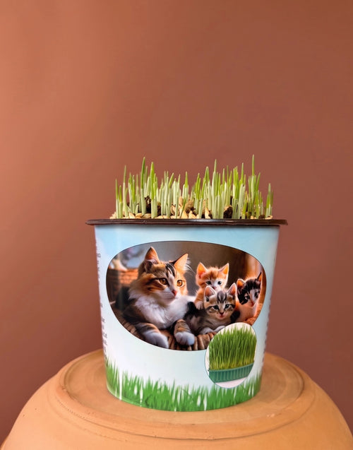 Kedi Çimi