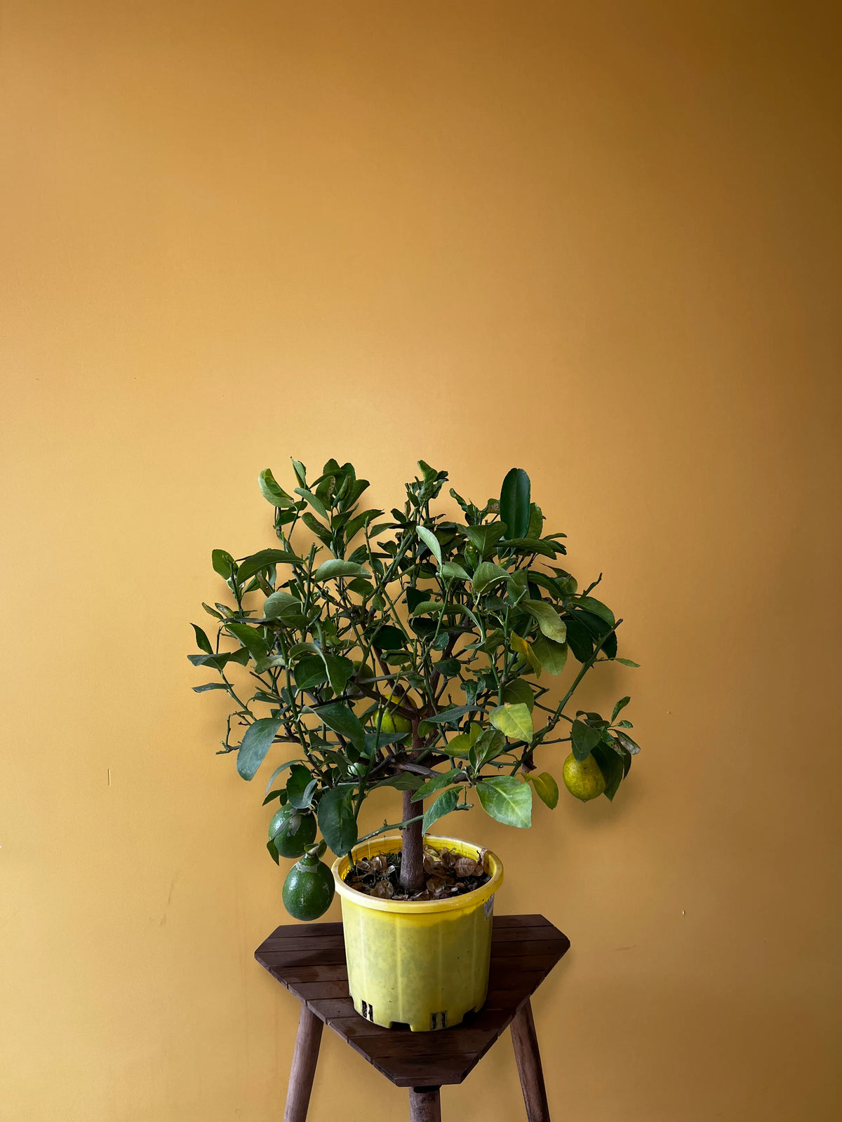 Limon Ağacı (Citrus limon), Orta boy, görsel 1 / 6