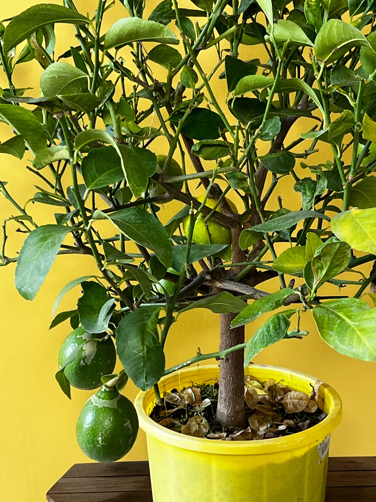Limon Ağacı (Citrus limon), Orta boy, görsel 3 / 6