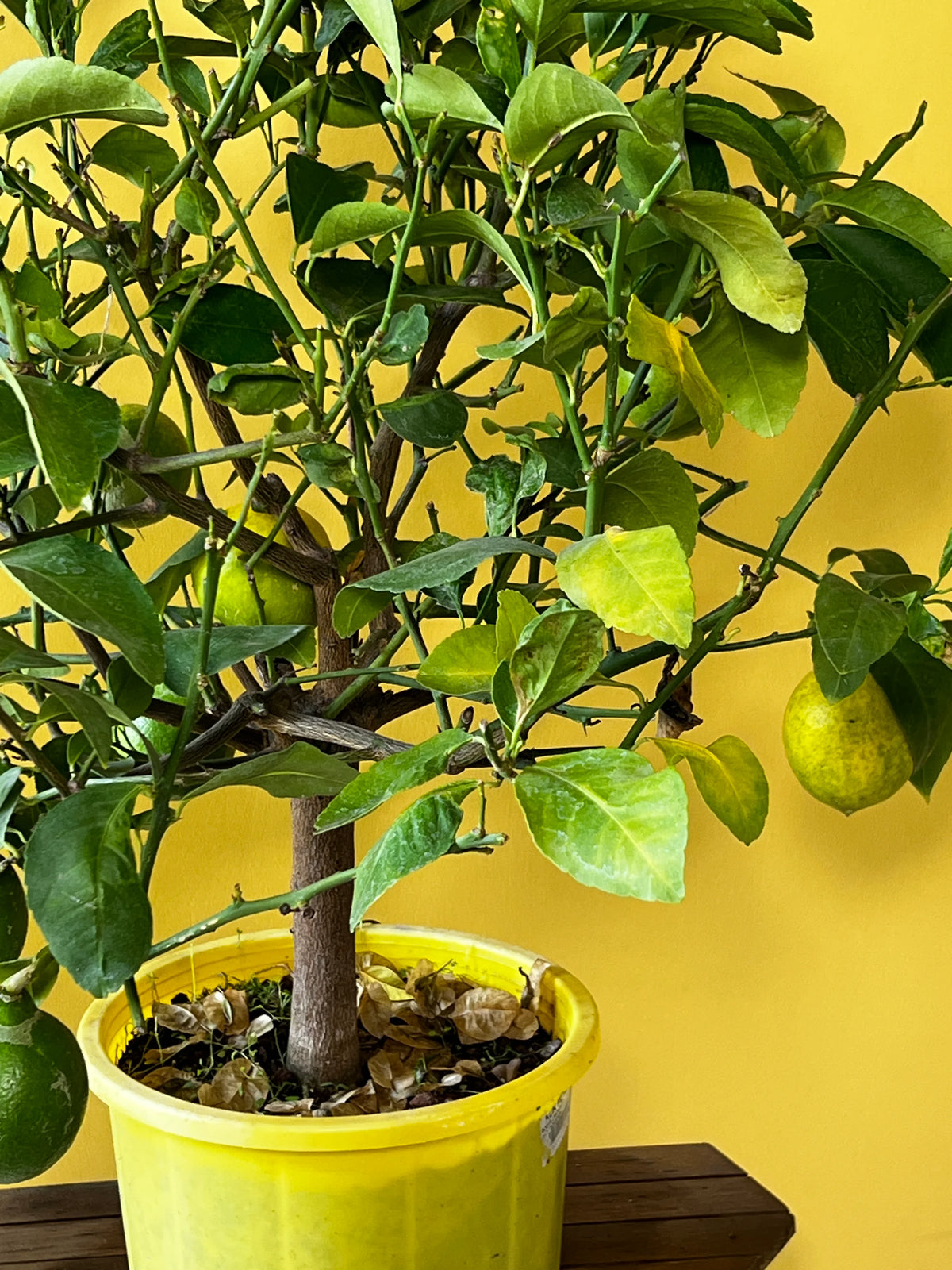 Limon Ağacı (Citrus limon), Orta boy, görsel 4 / 6