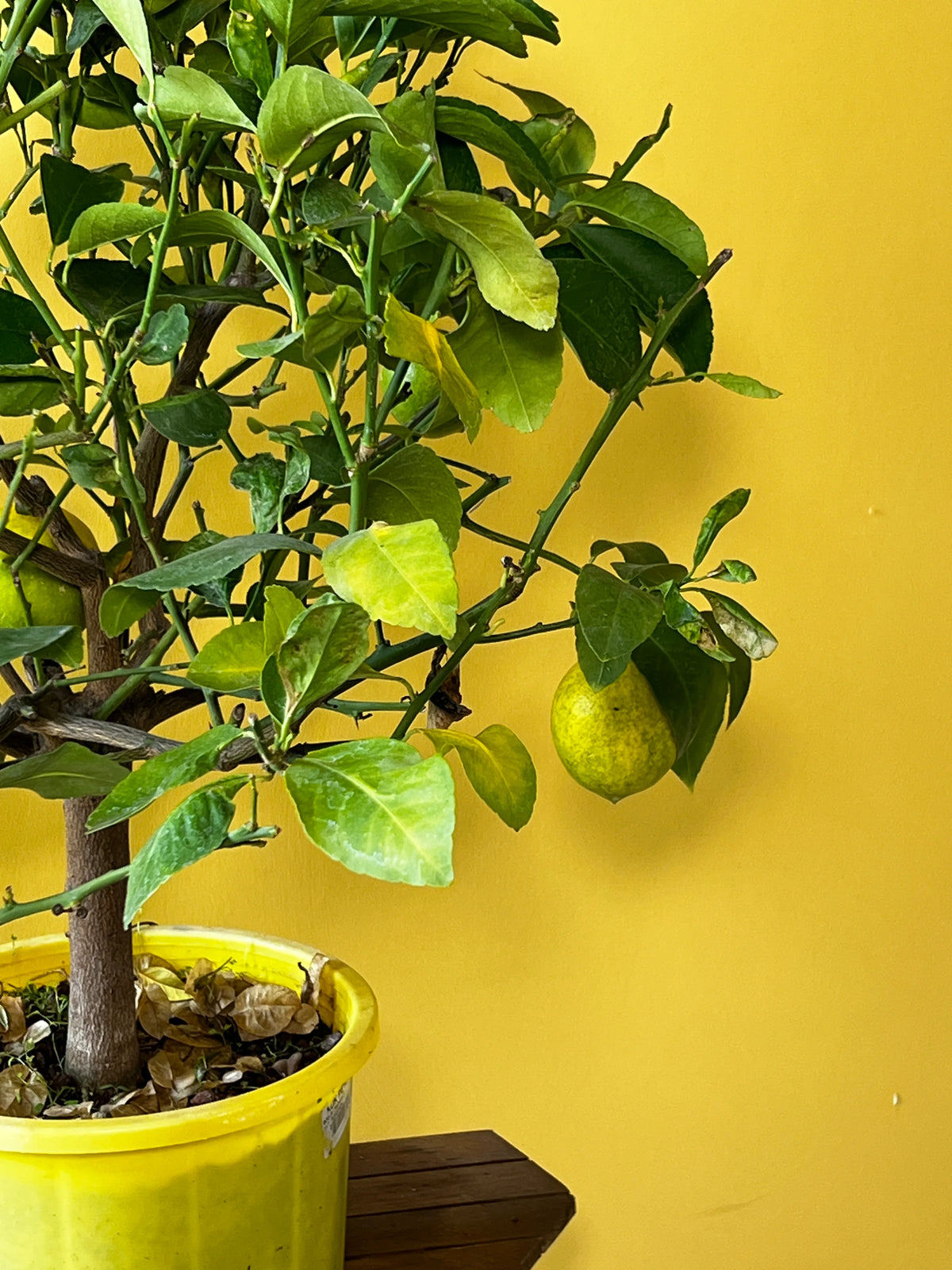 Limon Ağacı (Citrus limon), Orta boy, görsel 5 / 6