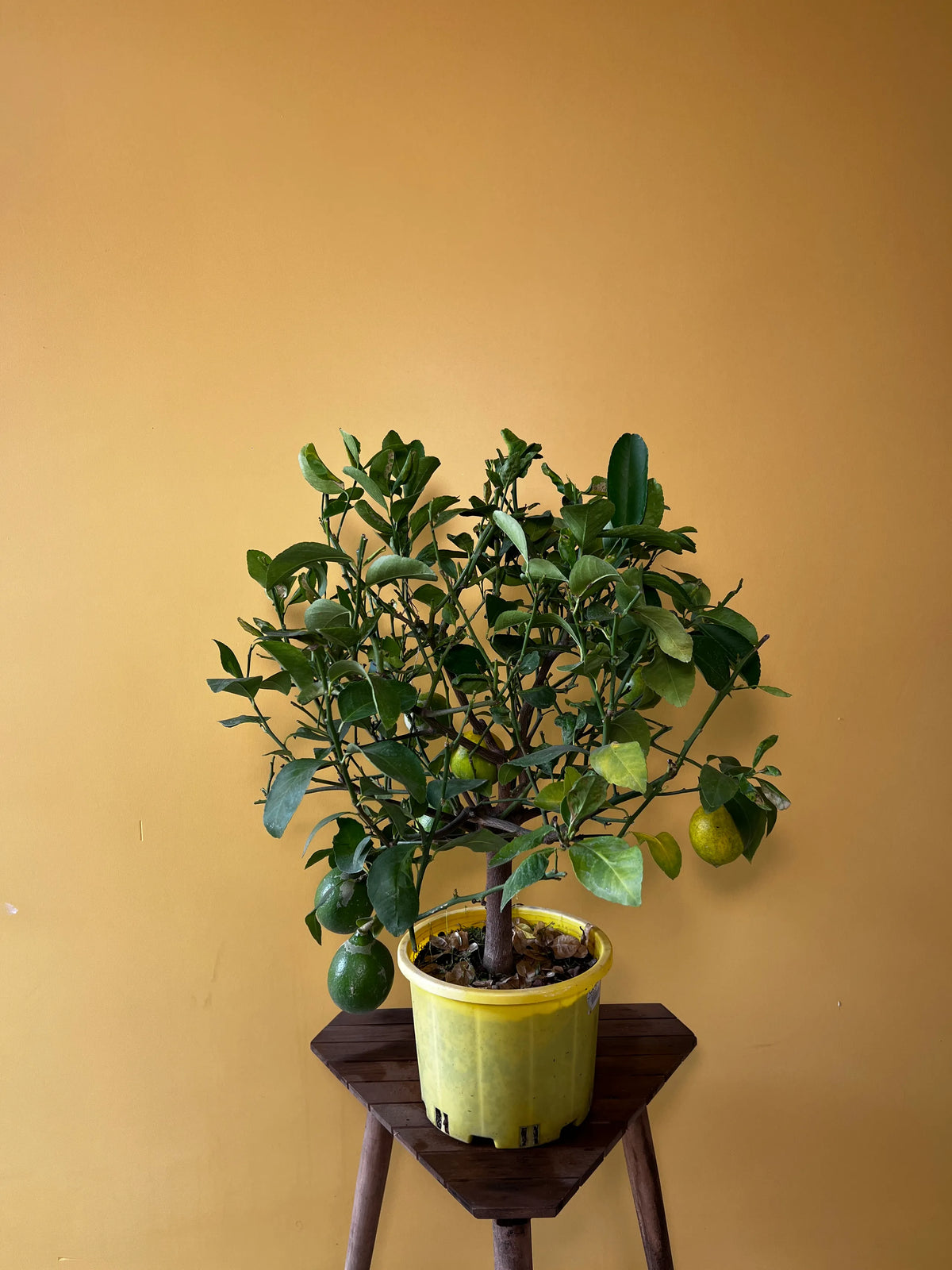 Limon Ağacı (Citrus limon), Orta boy, görsel 6 / 6