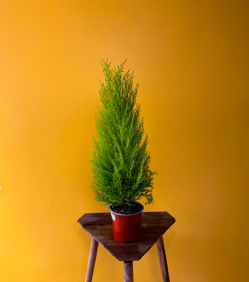 Limoni Servi (Cupressus macrocarpa 'Goldcrest')