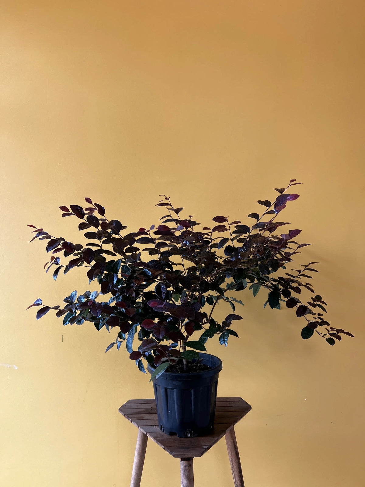 Lora Petalum (Loropetalum chinense), görsel 1 / 3