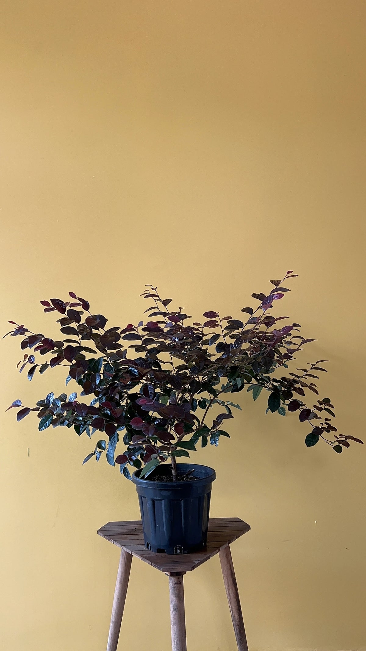 Lora Petalum (Loropetalum chinense), görsel 2 / 3