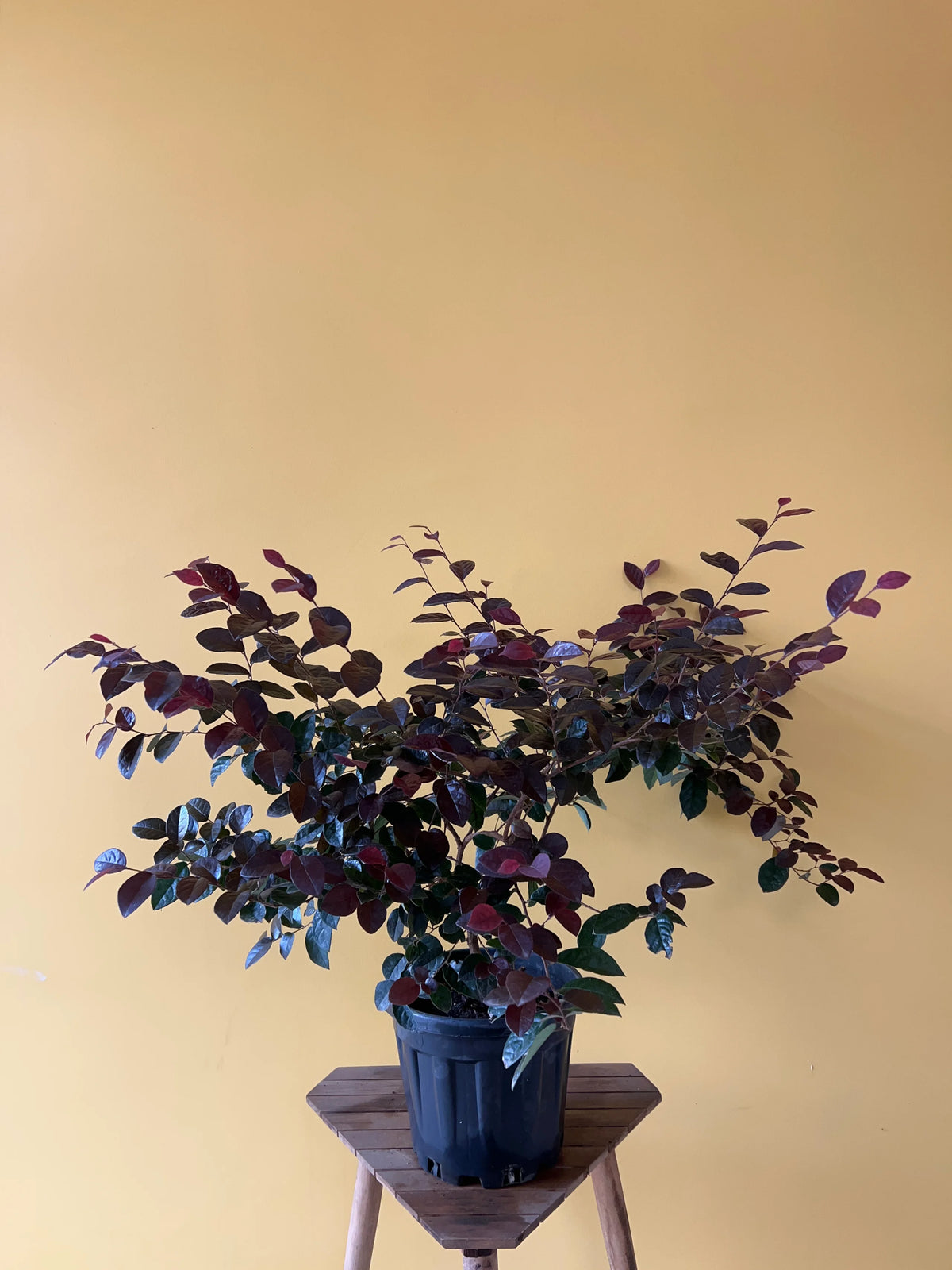 Lora Petalum (Loropetalum chinense), görsel 3 / 3
