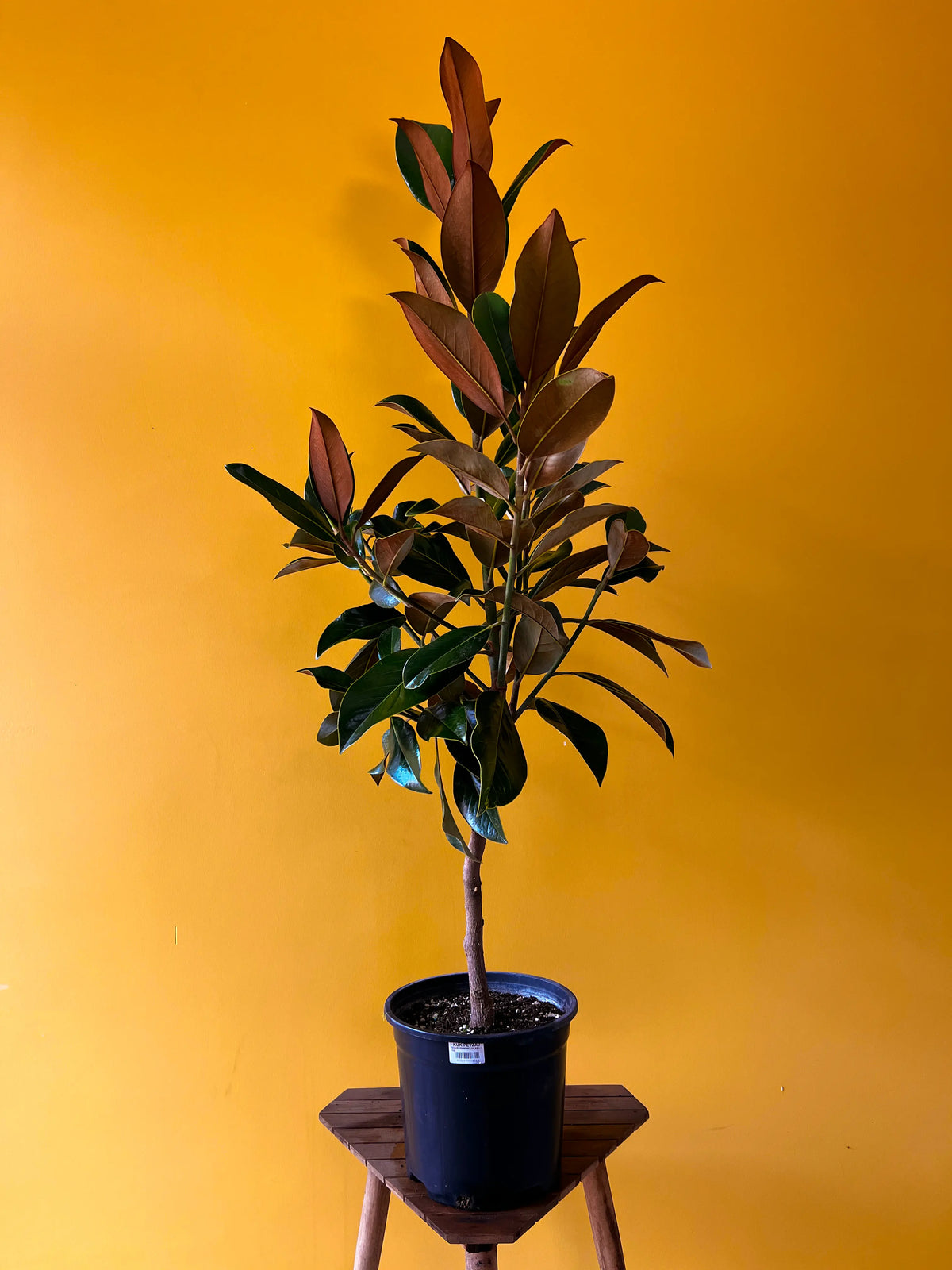 Manolya (Magnolia grandiflora), görsel 1 / 4