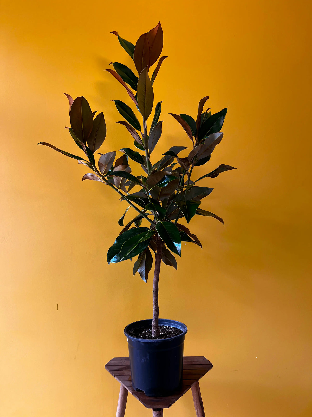 Manolya (Magnolia grandiflora), görsel 2 / 4