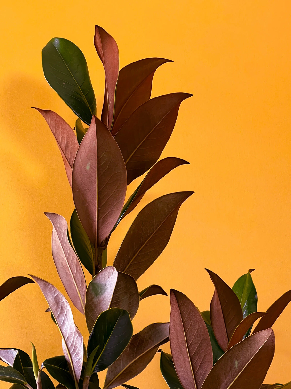 Manolya (Magnolia grandiflora), görsel 3 / 4