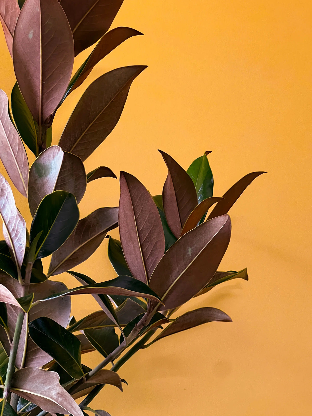 Manolya (Magnolia grandiflora), görsel 4 / 4