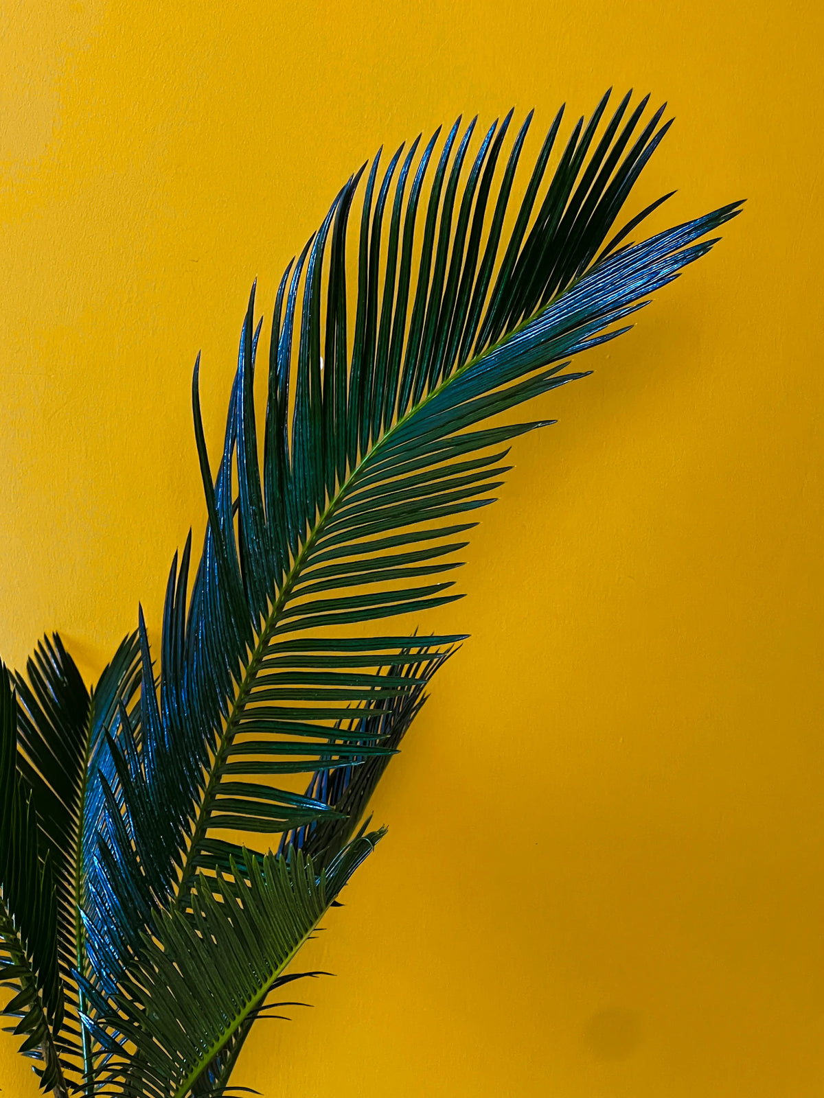 Japon Hurması (Cycas), görsel 5 / 6