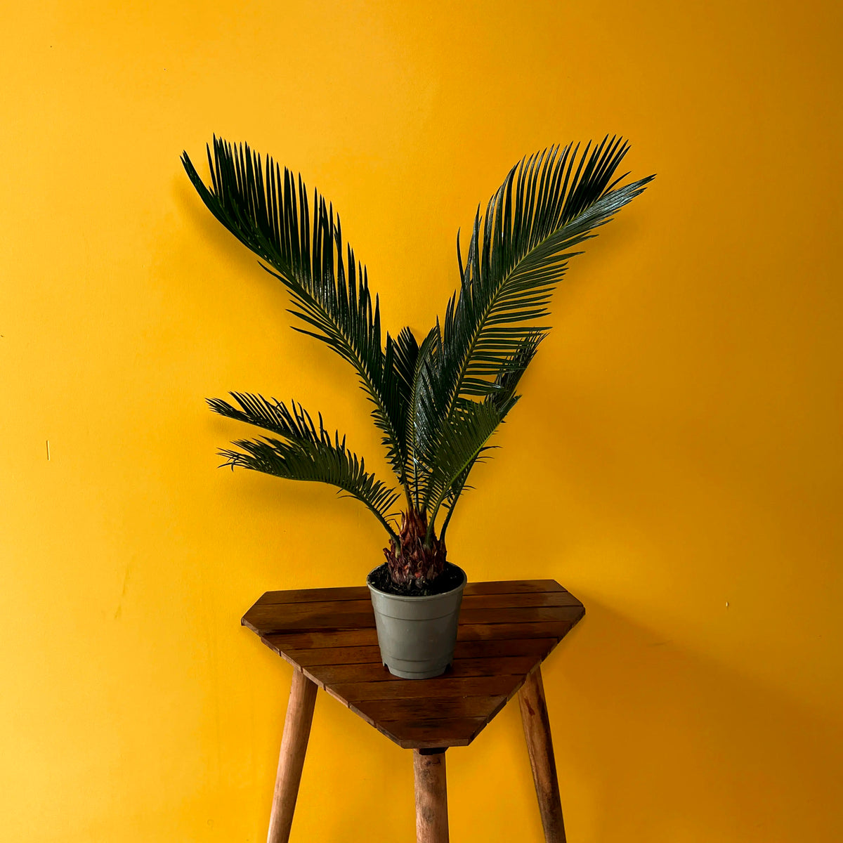 Japon Hurması (Cycas), görsel 4 / 6