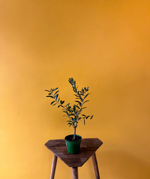 Zeytin Ağacı (Olea europaea)