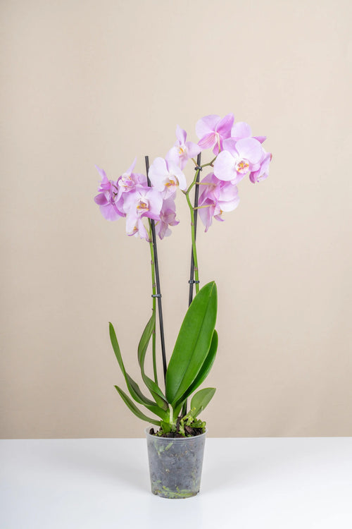 Orkide (Phalaenopsis)