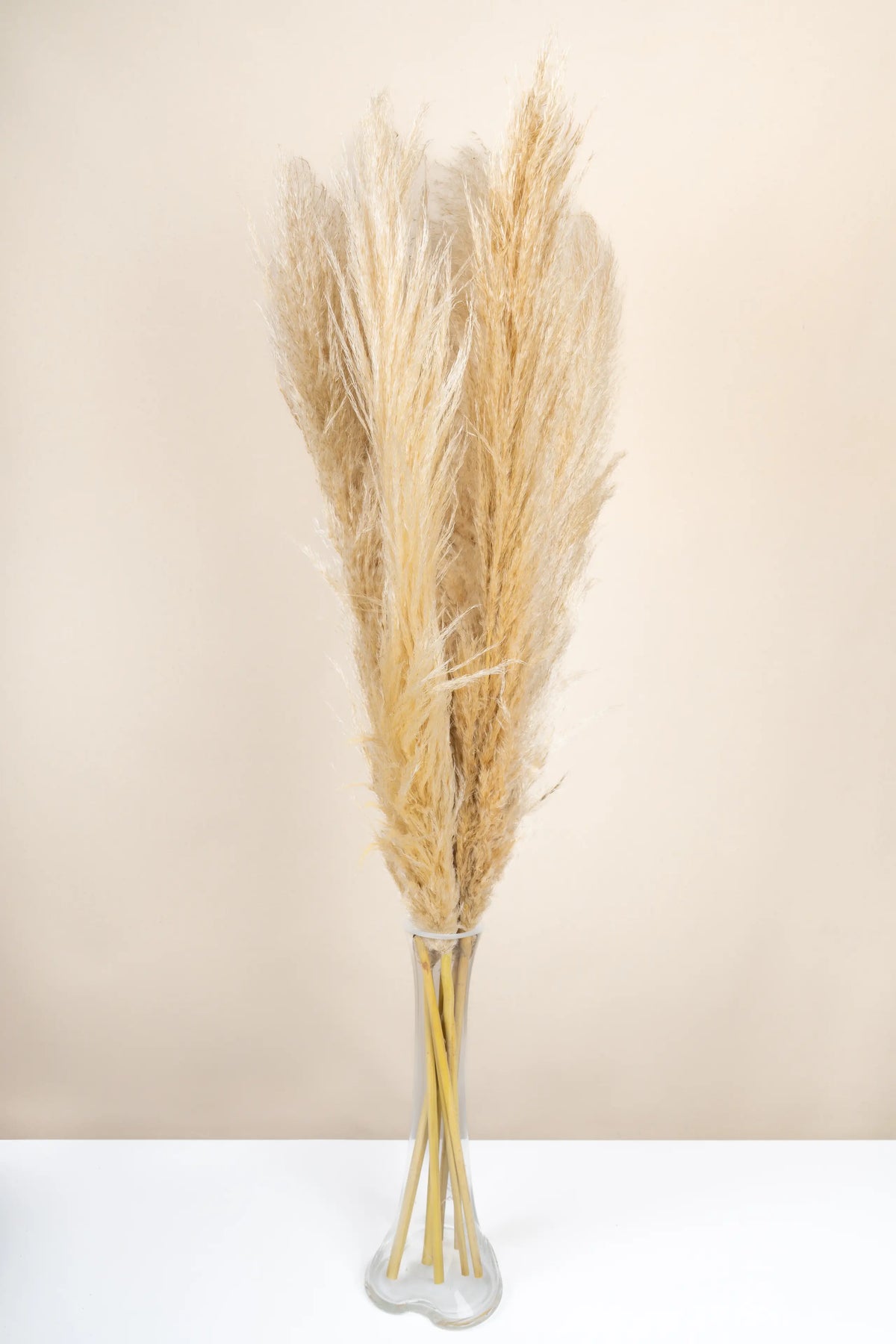 Pampas (Cortaderia selloana), Doğal ve şık dekoratif bitki, görsel 2 / 2