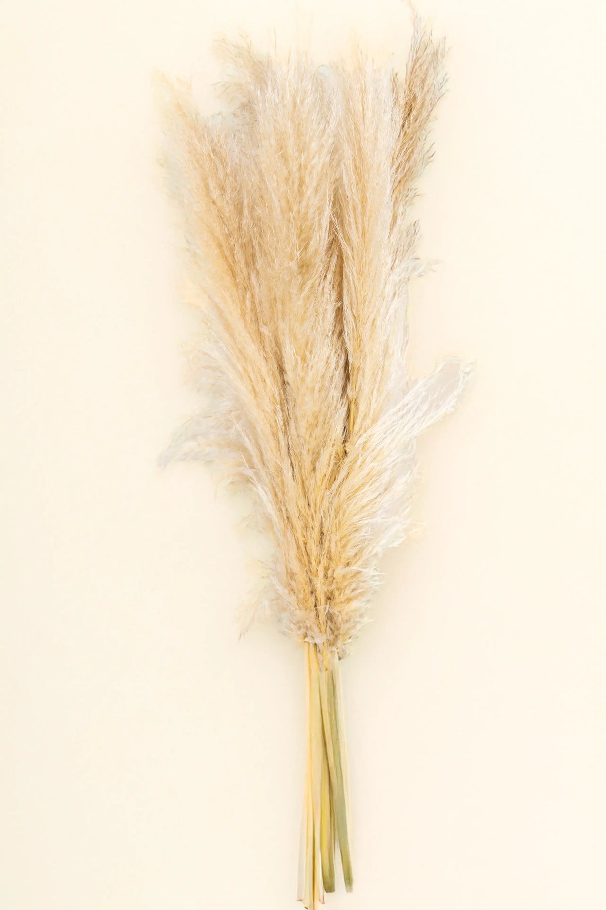 Pampas (Cortaderia selloana), Doğal ve şık dekoratif bitki, görsel 1 / 2