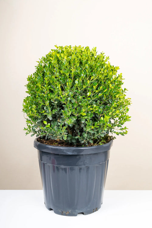 Şimşir (Buxus sempervirens)