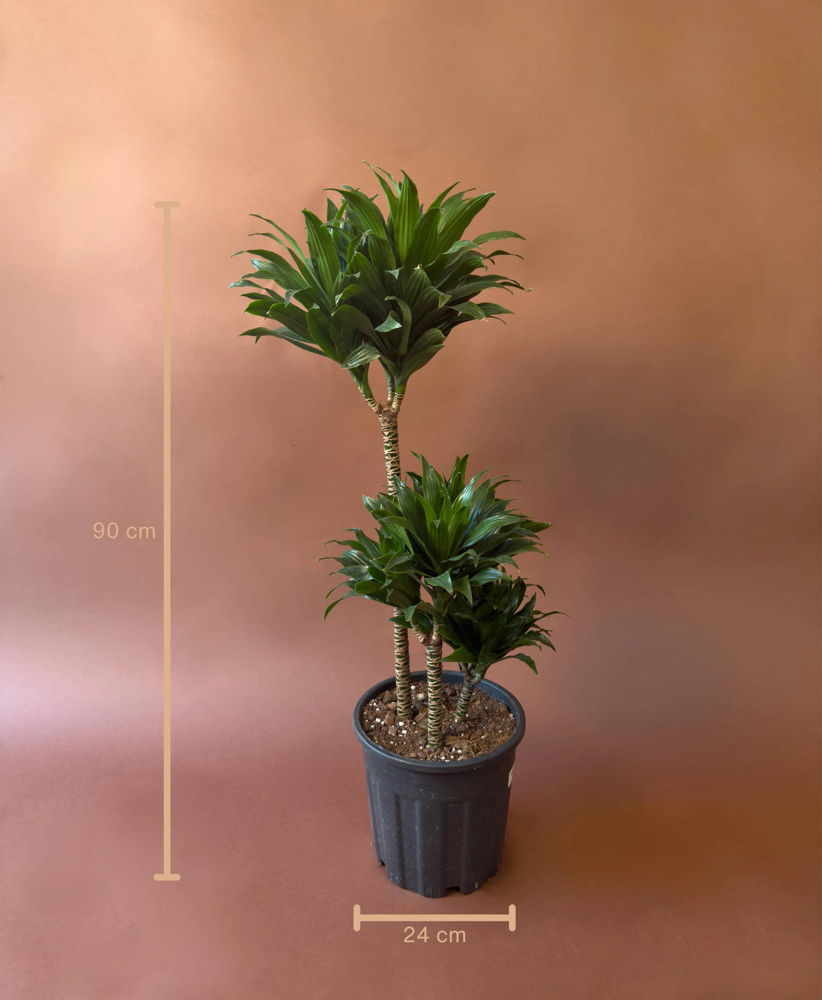 Drasena (Dracaena deremensis 'Compacta'), 90 cm, çoklu gövdeli form, görsel 1 / 2