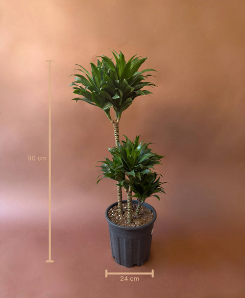 Drasena (Dracaena deremensis 'Compacta')