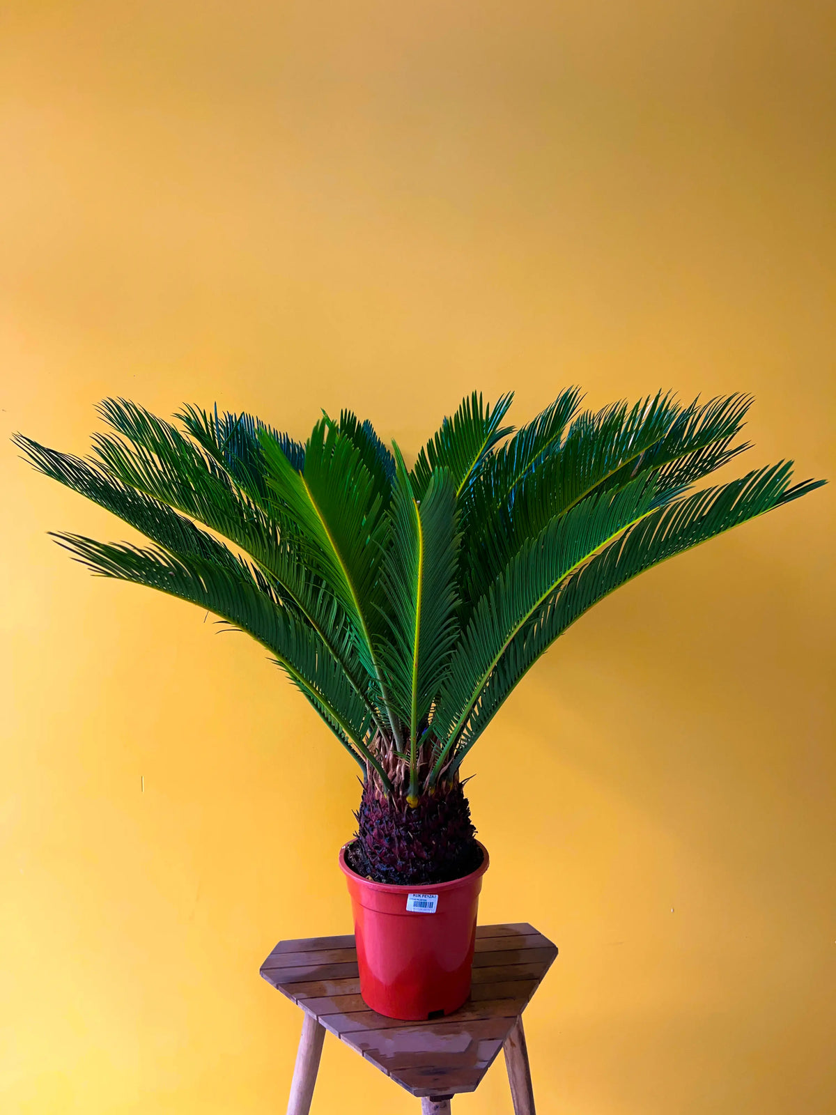 Japon Hurması (Cycas), görsel 6 / 6