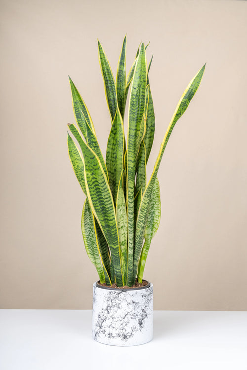 Paşa Kılıcı (Sansevieria trifasciata)