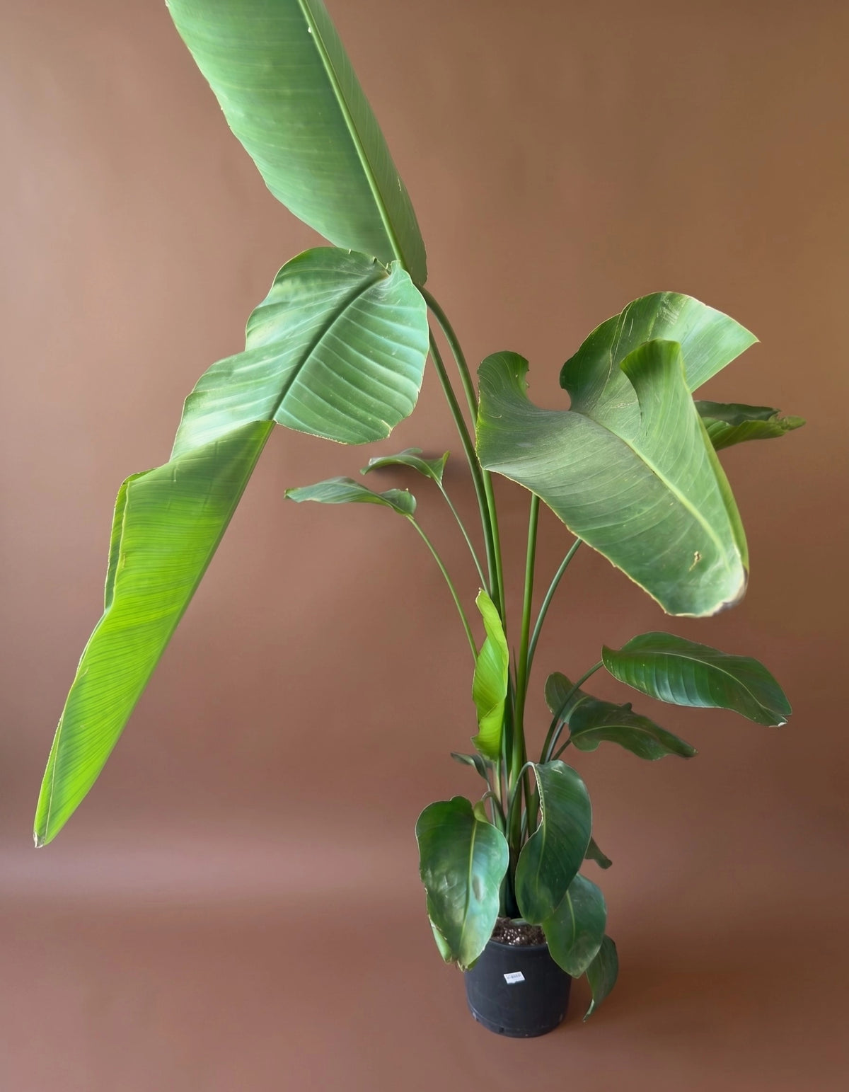 Cennet Kuşu (Strelitzia), Dev boy, geniş yapraklı form, görsel 1 / 1