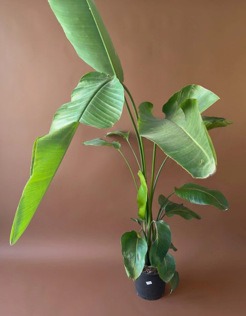 Cennet Kuşu (Strelitzia)