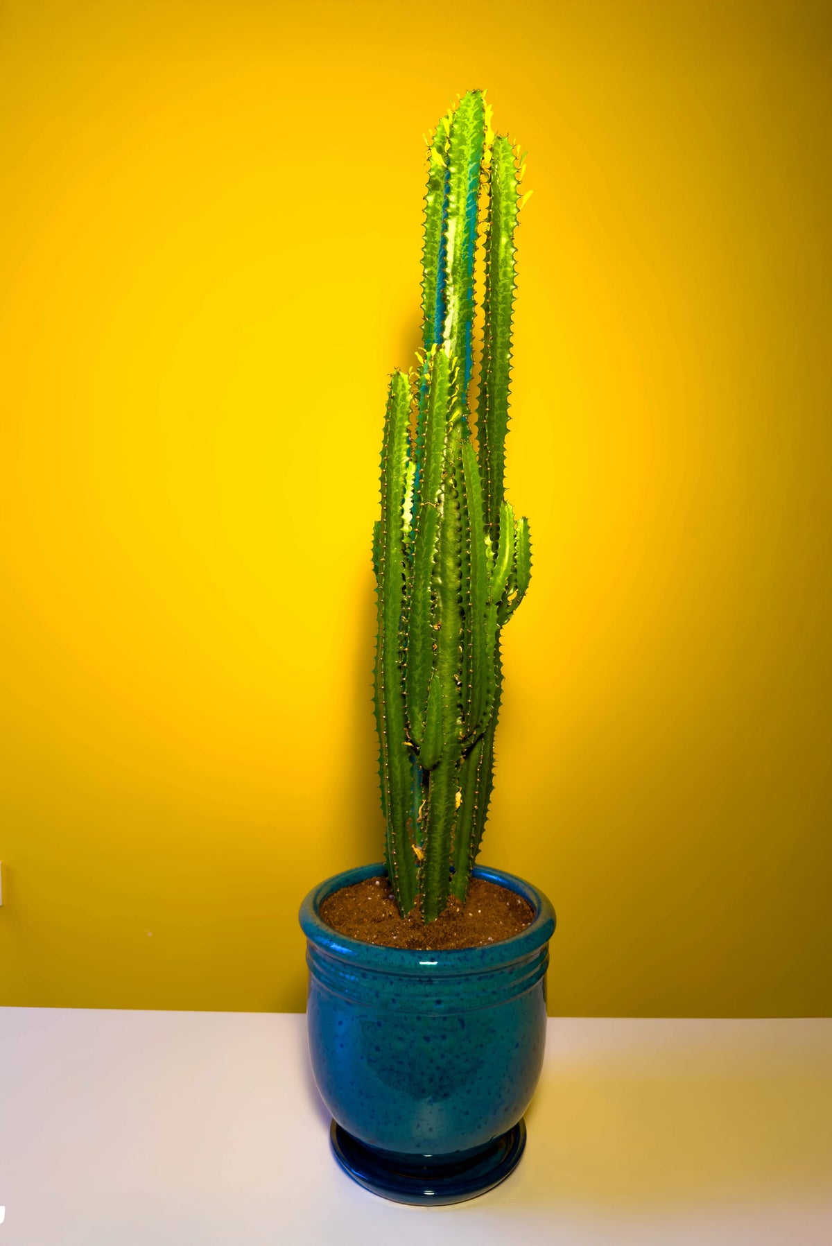 Süt Ağacı (Euphorbia trigona), 70 cm, çoklu gövde formu, görsel 4 / 8