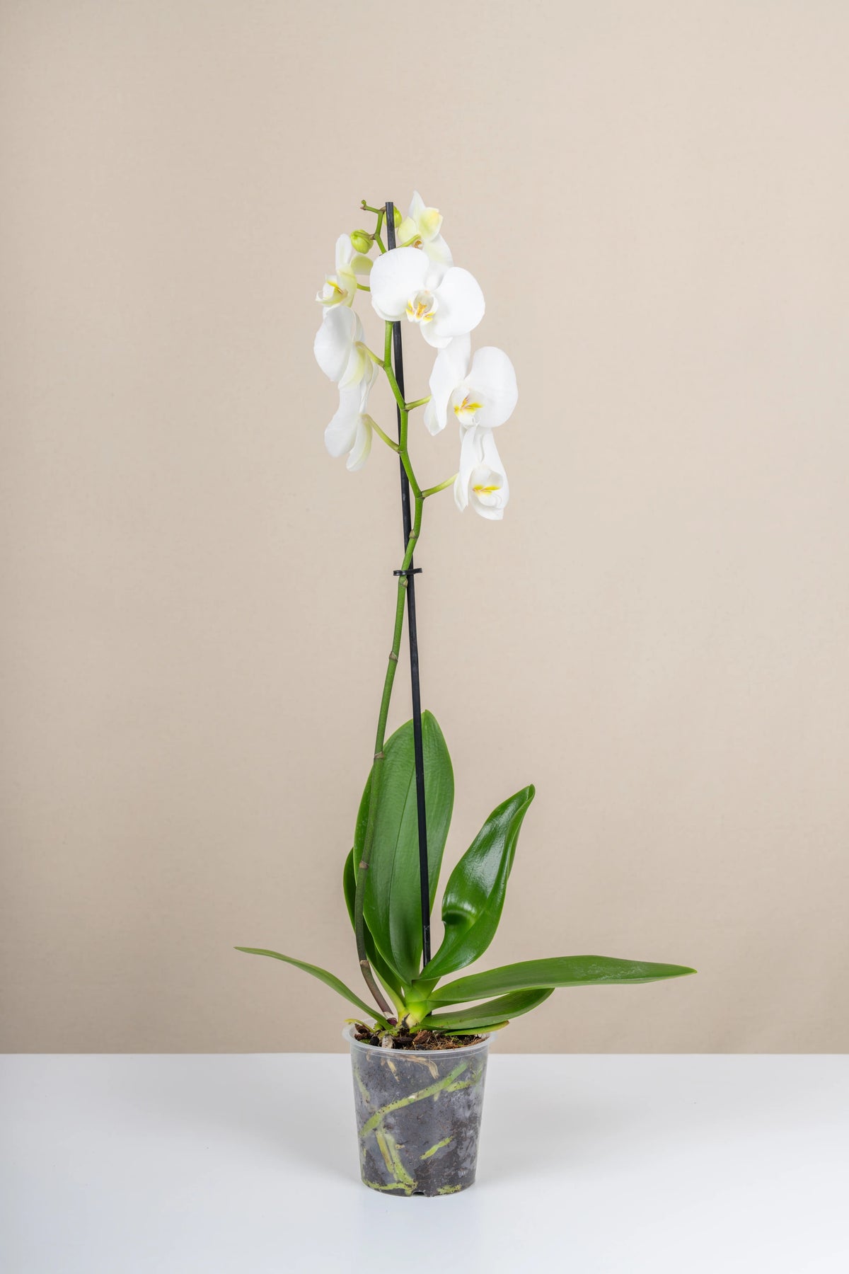 Orkide (Phalaenopsis), Tek dal, görsel 2 / 3