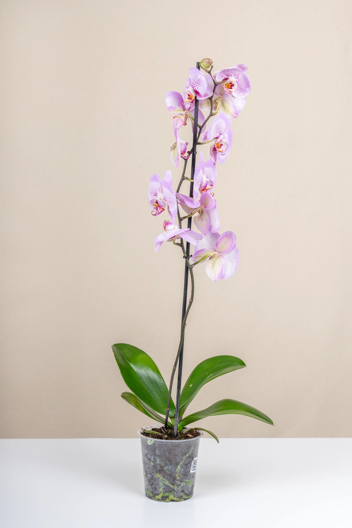 Orkide (Phalaenopsis), Tek dal, görsel 3 / 3