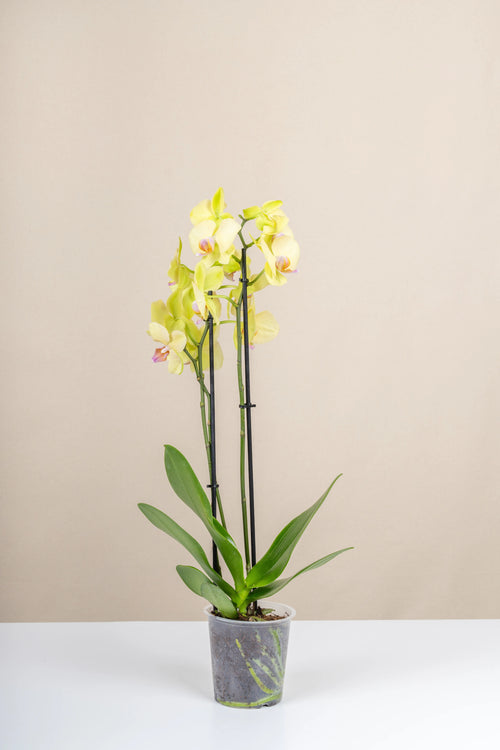 Orkide (Phalaenopsis)
